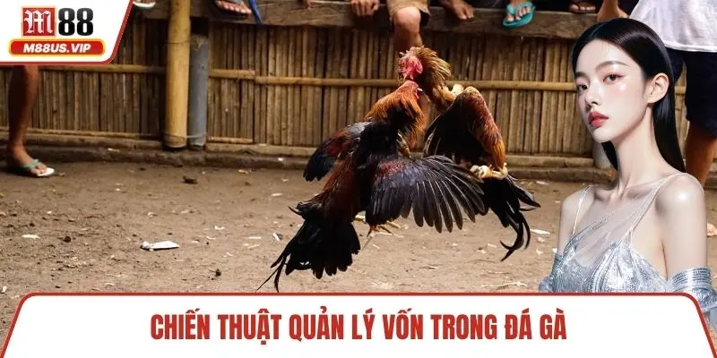 Chiến thuật quản lý vốn trong đá gà