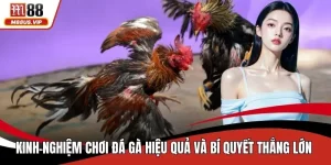 Kinh nghiệm chơi đá gà